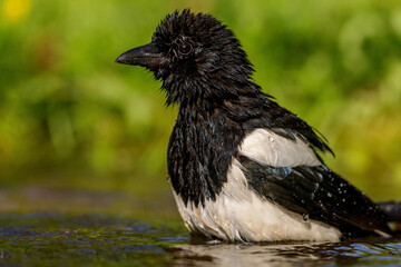 Eurasian magpie (Pica pica) taking a bath in a pond in spring.