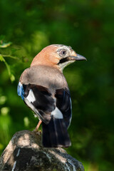 Eurasian jay (Garrulus glandarius) sitting on a rock in spring.