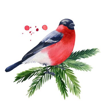 winter bird bullfinch on a branch watercolor on a white isolated background