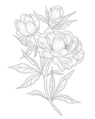 Hand-drawn peony flower illustration. Botanical illustration of summer wildflower. Elegant floral drawing for wedding, card, cover or brand design