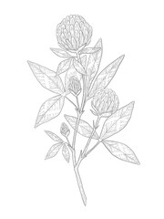 Hand-drawn clover flower illustration. Botanical illustration of summer meadow wildflower. Elegant floral drawing for wedding, card, cover or brand design