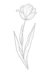 Hand-drawn tulip flower illustration. Botanical illustration of summer wildflower. Elegant floral drawing for wedding, card, cover or brand design