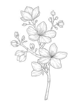 Hand-drawn almond flower illustration. Botanical illustration of spring blooming tree. Elegant floral drawing for wedding, card, cover or brand design