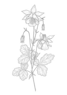 Hand-drawn columbine flower illustration. Botanical illustration of summer wildflower. Elegant floral drawing for wedding, card, cover or brand design