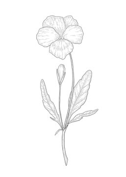 Hand-drawn Wild Pansy flower illustration. Botanical illustration of summer viola tricolor wildflower. Elegant floral drawing for wedding, card, cover or brand design
