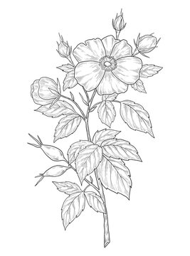 Hand-drawn dog rose flower illustration. Botanical illustration of summer rosehip wildflower. Elegant floral drawing for wedding, card, cover or brand design