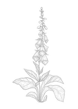 Hand-drawn digitalis flower illustration. Botanical illustration of summer wildflower. Elegant floral drawing for wedding, card, cover or brand design