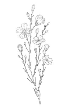 Hand-drawn flax flower illustration. Botanical illustration of spring blooming. Elegant floral drawing for wedding, card, cover or brand design