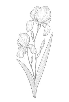 Hand-drawn iris flower illustration. Botanical illustration of summer wildflower. Elegant floral drawing for wedding, card, cover or brand design