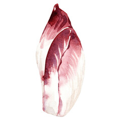 Watercolor hand drawn belgian endive