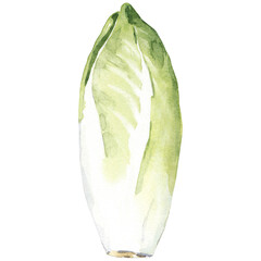 Watercolor hand drawn endive
