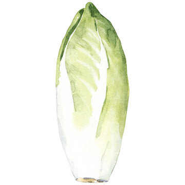 Watercolor hand drawn endive