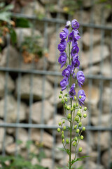 Rittersporn (Delphinium) im Garten