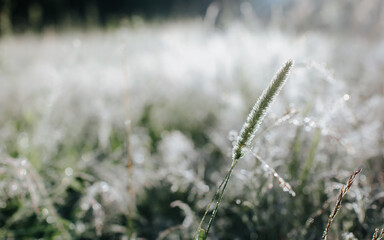 Dew on green grass in morning outdoors, close-up. Selective soft focus on spikelet, copy space