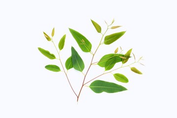 Eucalyptus leaves on white background.
