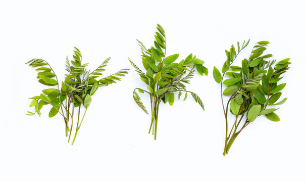 Siamese senna leaves on white background.