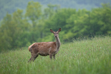 Red deer, cervus elaphus, looking to the camera on field during raining. Hind standing on grassland in raindrops. female brown mammal watching on green meadow in rainfall.