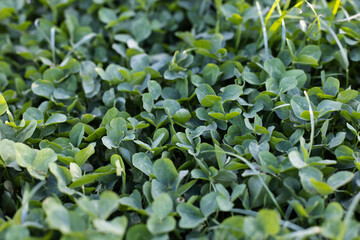 Green fresh lover. Farming concept. Natural background.