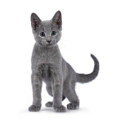 Adorable Russian Blue cat kitten, standing facing front. Looking beside camera with fantastic green eyes. Isolated on a white background.