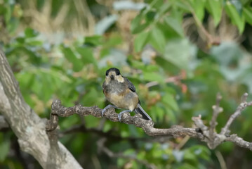 ヤマガラの幼鳥