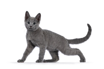 Obraz premium Adorable Russian Blue cat kitten, standing side ways. Looking at camera with fantastic green eyes. Isolated on a white background.