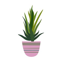 Potted plant in colorful pot, succulent, home garden, indoor trees. Vector illustration for interior, botany, house decoration