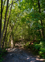 Obraz premium Woodland walk in summer sun with steps up a slope.