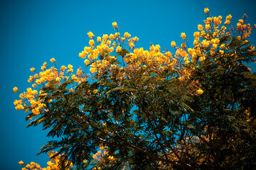 Fototapeta na wymiar flowers against blue sky