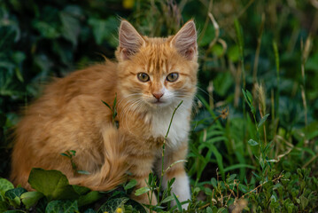 Naklejka na ściany i meble red Cat with kind green, blue eyes, Little red kitten. Portrait cute red ginger kitten. happy adorable cat, Beautiful fluffy red orange cat lie in grass outdoors in garden