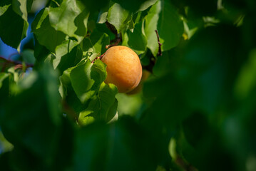 Obraz premium ripe apricot on a branch