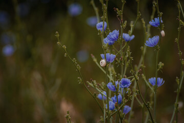 Beautiful chicory flower on an unfocused field background. High quality photo. Selective focus worm