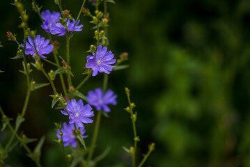 Obraz premium Beautiful chicory flower on an unfocused field background. High quality photo. Selective focus worm