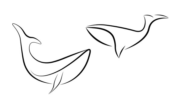 Hand drawing line art whales.