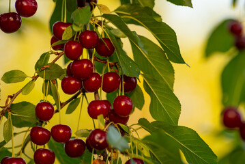 Cherries hanging on a cherry tree branch., Sour cherries  in a garden, Fresh and healthy, Close-Up, in the sunshine