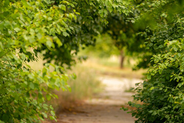 Fototapeta na wymiar nature frame background free space for text, Fresh green tree leaves summmer selective focus blur