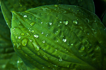 tropical leaf texture with raindrops, foliage nature background. the concept of freshness. banner. copy space