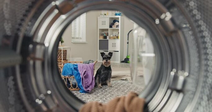 A playful dog looks into the washing machine drum with clothes in the laundry room bathroom.