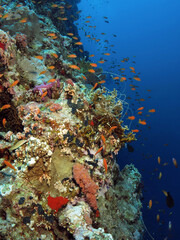 Fototapeta na wymiar Fishing line entangled in hard coral 