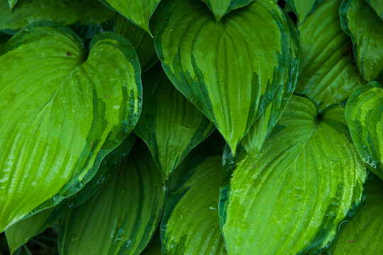 drops of water on the leaves of exotic leaves. green background of nature. selective focus. the concept of freshness. painting in interior design. banner. Close-up of leaves with dew drops.