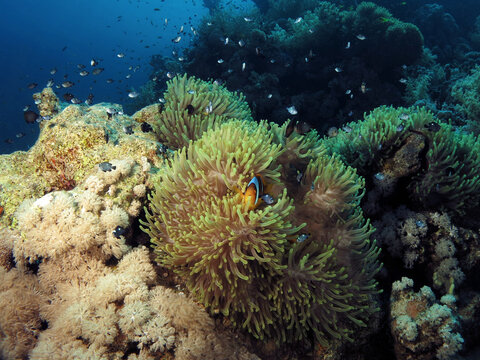           A Red Sea anemonefish Amphiprion bicinctus guarding its host anemone Heteractis magnifica surrounded by juvenile Three-spot dascyllus Dascyllus trimaculatus