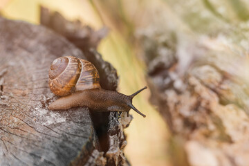 Small brown snail crawling in the environment.