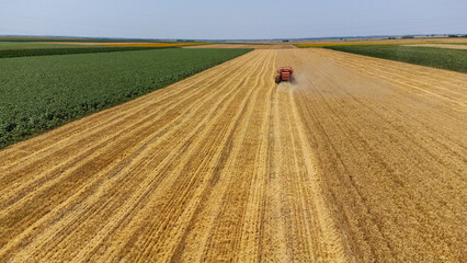 Aerial view of the field on which the harvester harvests wheat, oats, corn, cereals, barley. Top view. View from above