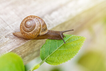 A snail crawls from a tree to a green leaf.