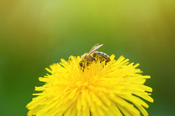 Honey bee covered in pollen collecting nectar from dandelion flower in the spring time.