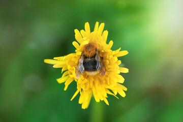 Bee pollinating on a yellow dandelion blossom.
