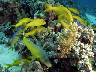 A group of foraging Yellowsaddle goatfish Parupeneus cyclostomus