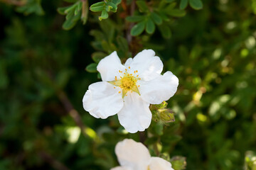 Fototapeta premium A blooming white flower in the park.