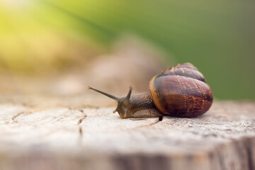 Small brown snail crawling in the environment.