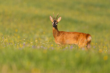 Naklejka na ściany i meble Roe deer, capreolus capreolus, standing on wildflowers in summertime nature. Antelred mammal looking to the camera on meadow. Roebuck watching on grassland.