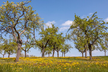 Obstbaumwiese, Pfalz